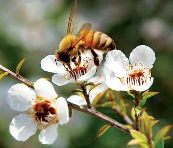 写真：マヌカハニーとは